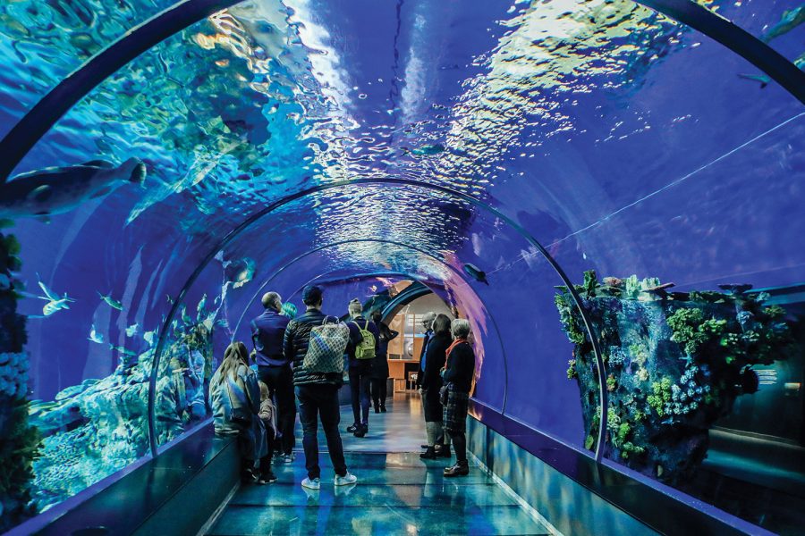 Dubai Under Water Zoo Aquiruam