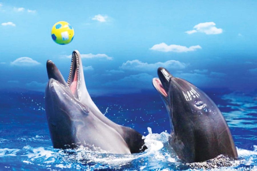 Dubai Dolphinarium