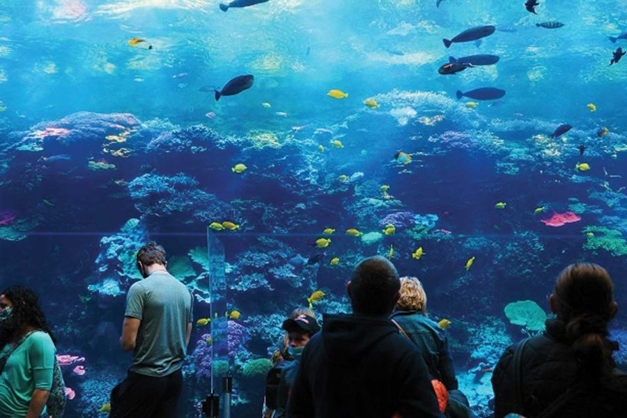 The Lost Chambers Aquarium